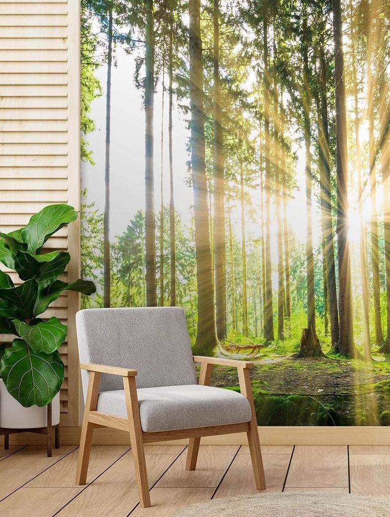 Wallpaper Forest Sun Nature Trees