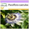 Цветок страсти - 25 семян - Passiflora caerulea