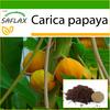 Дынное дерево - 30 семян - С горшечным субстратом для лучшего выращивания - Carica papaya