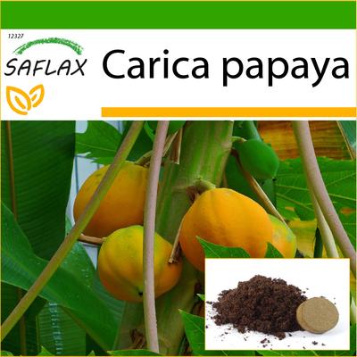 Дынное дерево - 30 семян - С горшечным субстратом для лучшего выращивания - Carica papaya