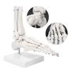 Демонстрационная модель голеностопного сустава стопы человека. Обучающая модель стопы человека с основанием