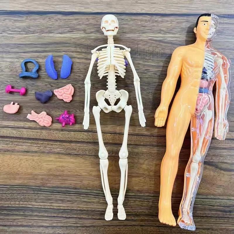 3D Mannequin Diy Human Skeleton Body Torso Model Educational Assembly Learning Kids Toys Anatomy Organ Structure Teaching Tool