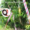 10Pcs 50m Bird Repellent Ribbon Reflective Scare Geese Pigeon Duck Woodpecker Double Side Bird Flash Tape Keep Birds Away Outdoor