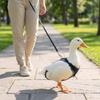 Waterproof Chicken Reflective Vest Breathable Chicken Saddle  Night Protective