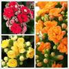 [Kalanchoe Double Petal] Four-Season Blooms Potted Plant for Indoor Balcony with Buds