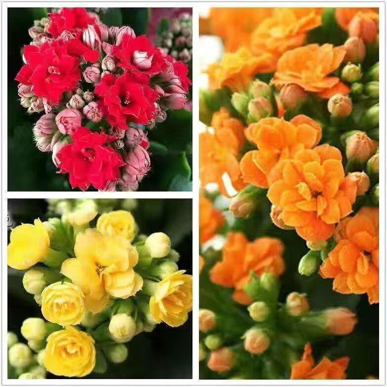 [Kalanchoe Double Petal] Four-Season Blooms Potted Plant for Indoor Balcony with Buds