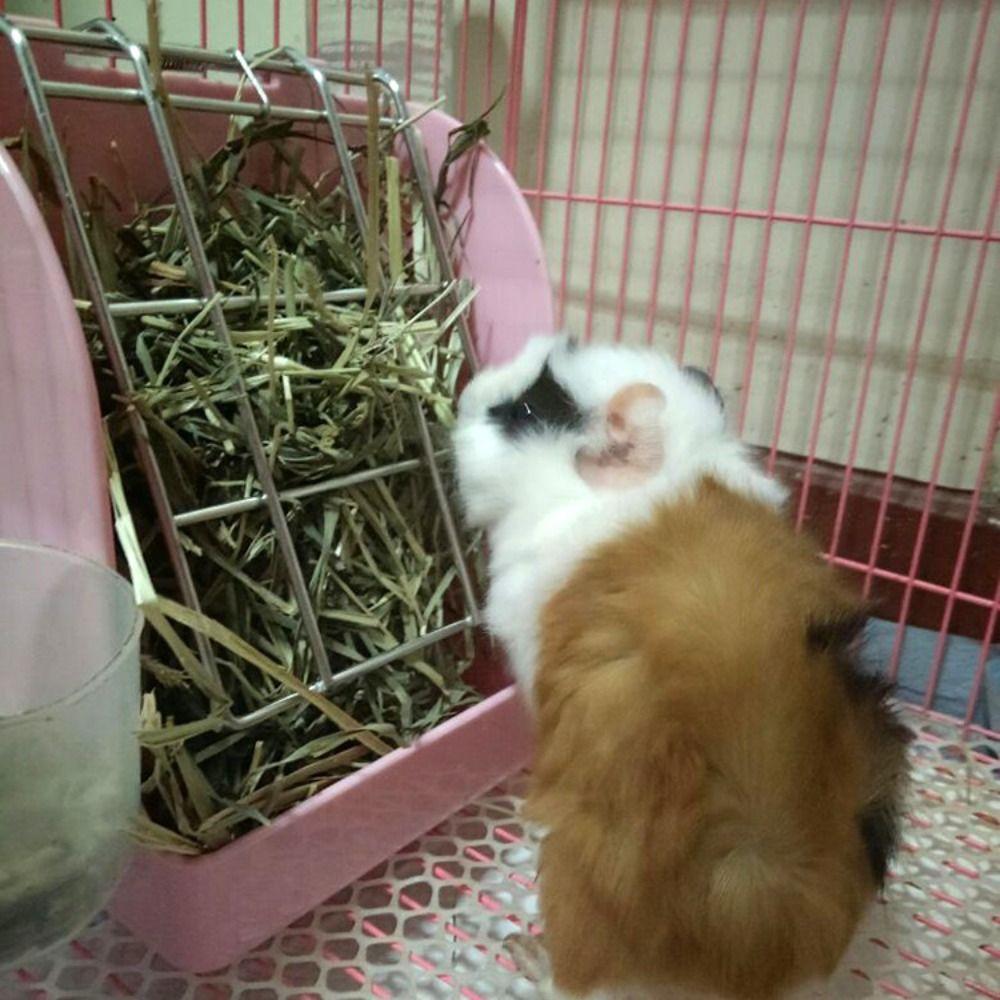Hanging Multi-Functional Food Dispenser Rabbit Hay Feeder Grass Container Feeding Rack Grass Holder