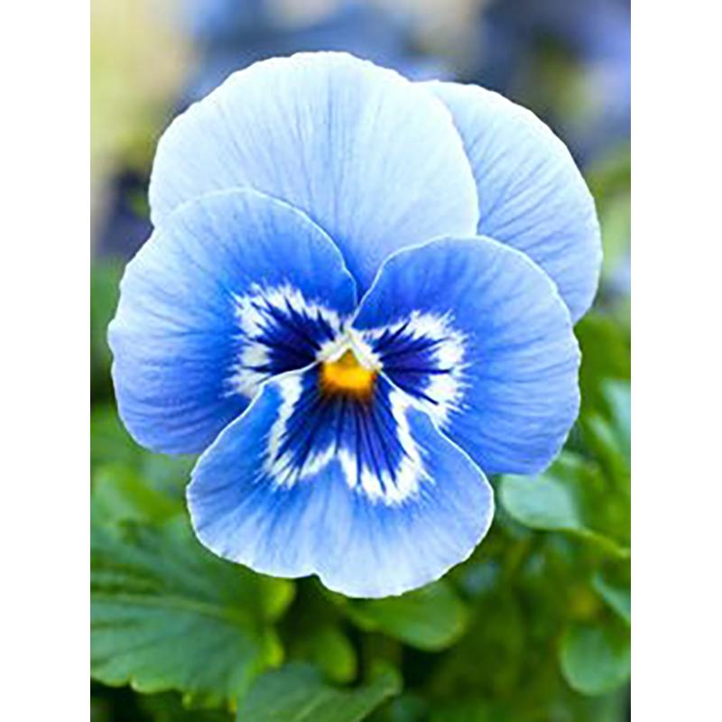 5D DIY Алмазная картина, полная круглая дрель, цветок, набор для вышивки крестом, мозаика, алмазная вышивка, роза, настенное искусство, украшение дома