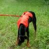 Тяговый жилет для домашней собаки, Поводок для выгула собаки