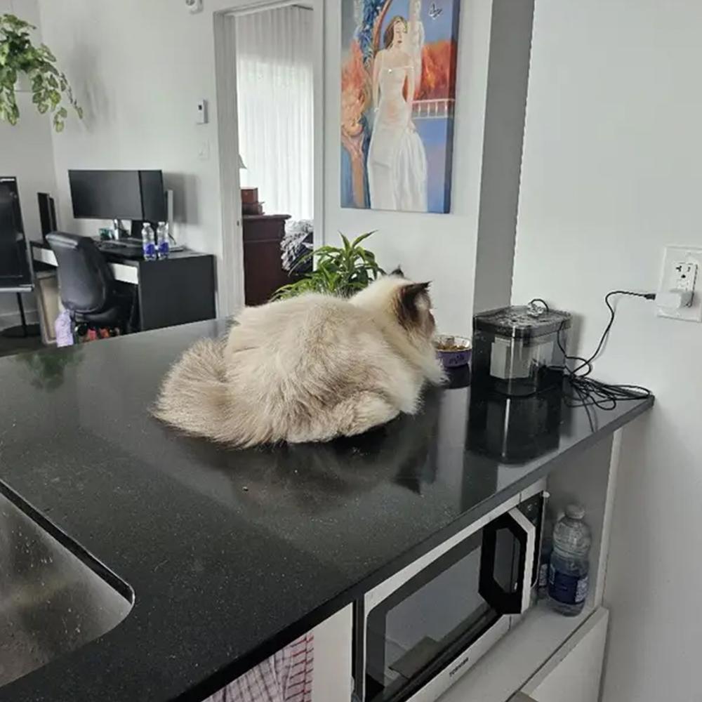 Фонтан для воды для кошек, 1,5 л, прозрачный, черный, автоматический, USB, электрический, бесшумный, диспенсер для питья для домашних животных, рециркуляционная фильтрация для кошек