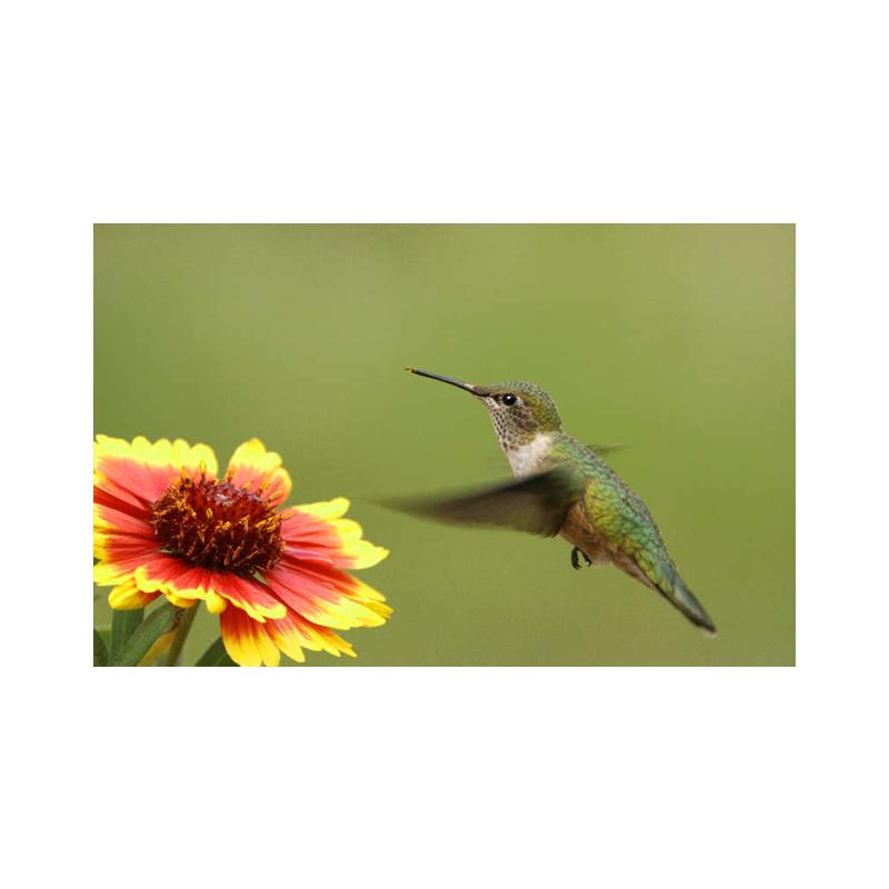 Плакаты и принты с колибри, картина на холсте, птицы, животные, куадрос, настенные художественные картины для гостиной, современный домашний декор, без рамки