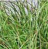 Artificial Reed & Foxtail Grass Bundles for Outdoor Decoration and Landscaping