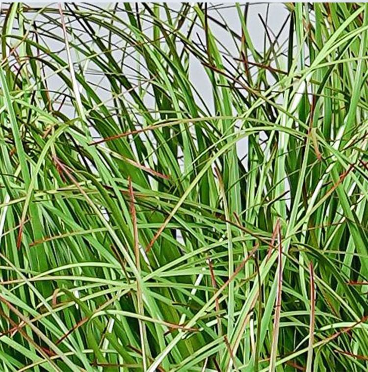 Artificial Reed & Foxtail Grass Bundles for Outdoor Decoration and Landscaping