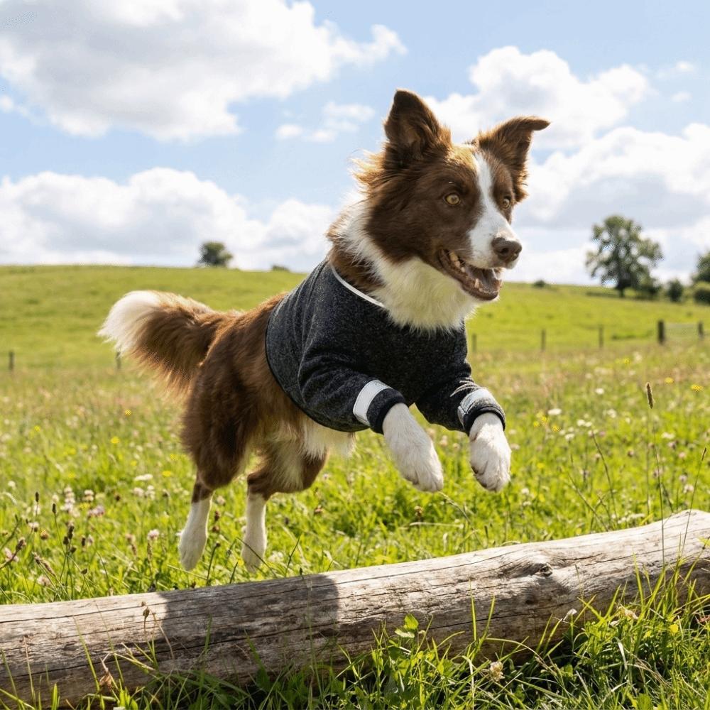 Breathable Dog Leg Support Sleeve Soft Dog Knee Pads Dog Recover Legs Pad For Dog Front Leg