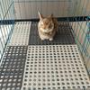 6 шт. Нескользящий коврик для пола с кроликом, полый коврик для клетки питомца, практичный коврик для пола, клетка для питомца
