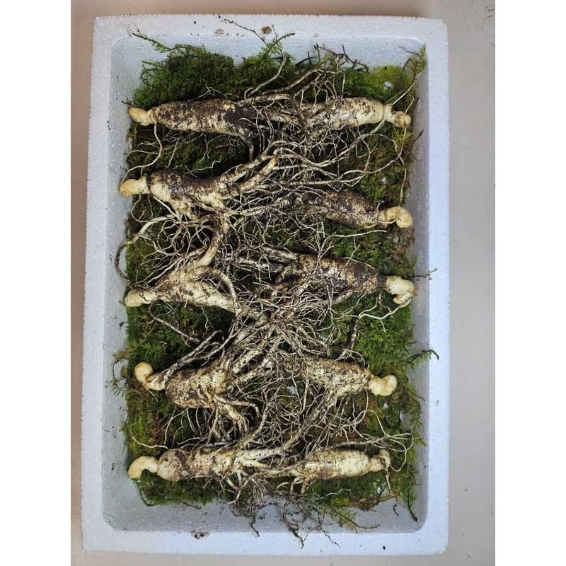 Donguibogam Camphor Ginseng, 10 Roots of 7-8 Year Old roots/KRW 30,000, Wild Ginseng, Natural Sprouts, Lunar New Year, Chuseok, General Packaging