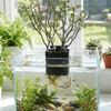 Extendable Hook Aquatic Plant Holder Versatile Plant Cultivation Rack  Plant Cultivation