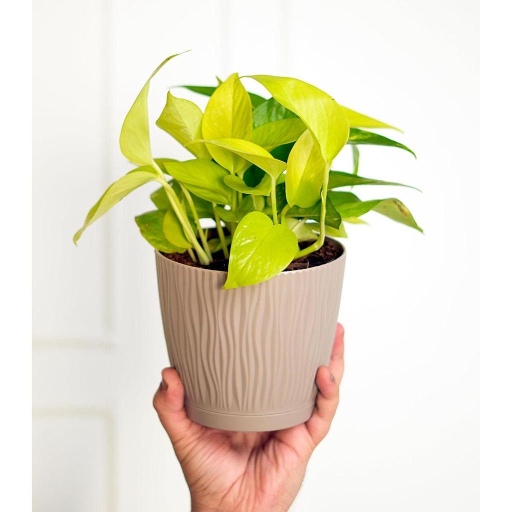 Набор из 8 самополивающихся цветочных горшков для гостиной и домашнего декора | Пластиковые горшки для растений для дома, балкона и сада