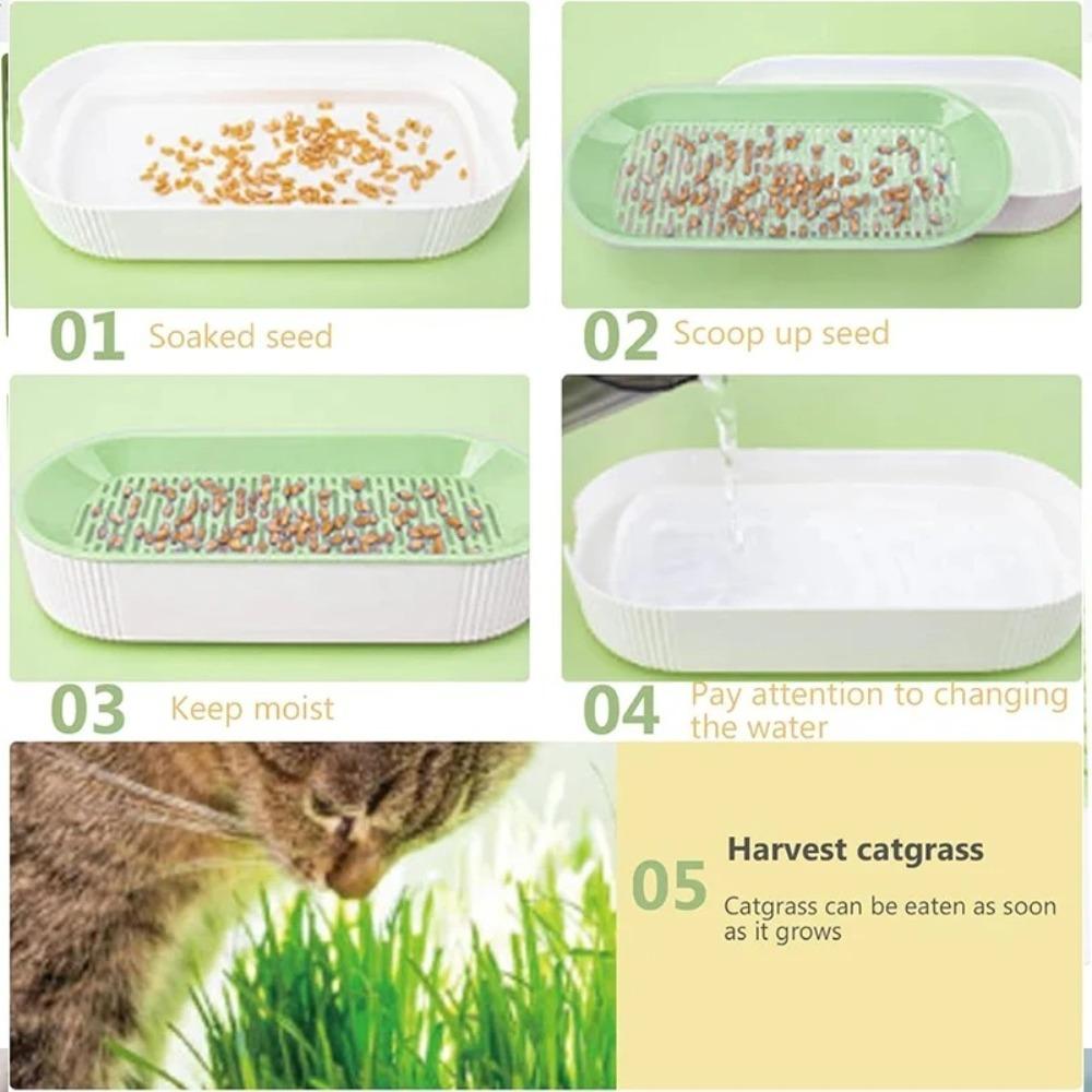 For Easy Growth Hydroponic Soilless Planting Catnip Cat Grass Pot Set Hydroponic Cat Grass Box