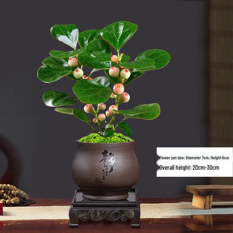 Little Hope Bodhi Tree Bonsai: Evergreen Indoor Potted Plant, Zen Style Ornament for Office or Living Room Decor