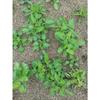 Herbal City Farmer Salvia Salvia 100% Domestically Produced