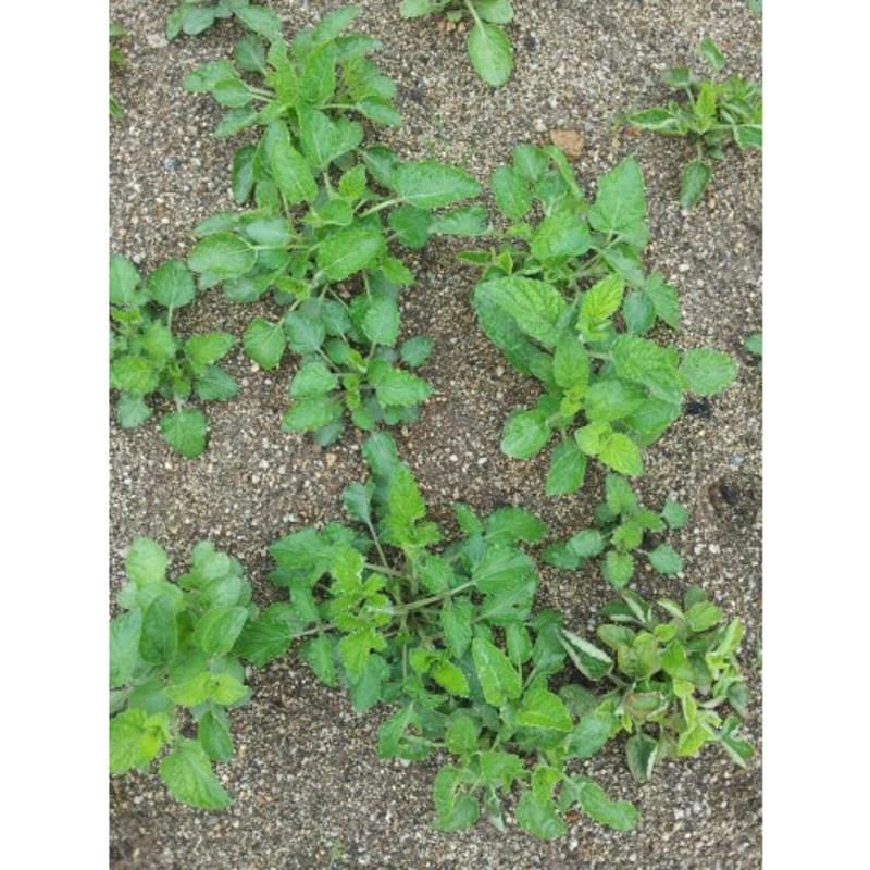 Herbal City Farmer Salvia Salvia 100% Domestically Produced