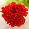 8Pcs Preserved Flower Head Carnation Decorative Dried Flower Mothers Day Gift Box Flower for Mother