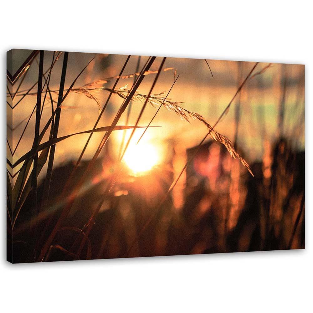 Canvas Print Grass Sunset Nature