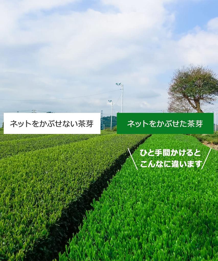 Префектура Сидзуока Kakegawa First Pick Зеленый чай First Pick Чайные листья глубоко пропаренные Kakegawa Tea Закрытый чай Закрытый чай Специальный чай 100 г 1 пакетик 100%