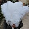 15-60Cm Natural Ostrich Feathers | High-Quality For Diy, Wedding, Party, Stage, Costume & Home Decor | Various Colors Available