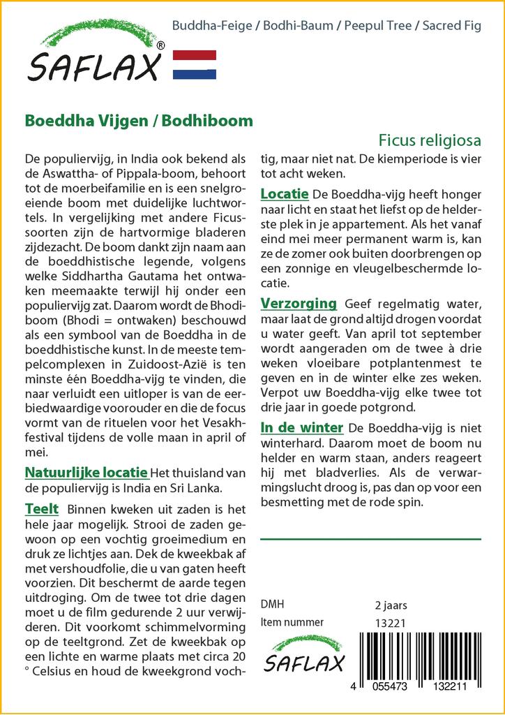 SAFLAX Peepul Tree / Sacred Fig - 100 семян - Ficus religiosa