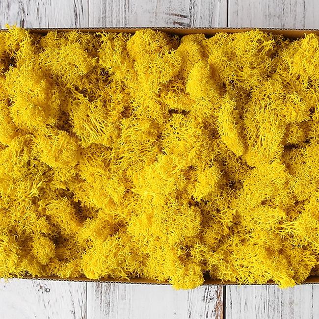 Preserved Flower & Moss Wall Decoration Kit: Flower Gift Box Materials