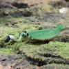 Моделирование фигурок морской жизни, доисторическая фигура трилобита, фигурка океанского животного, детский подарок
