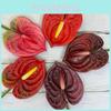 Anthurium Andraeanum Linden Fake Flower Diy Decoration For Modern Interior And Events