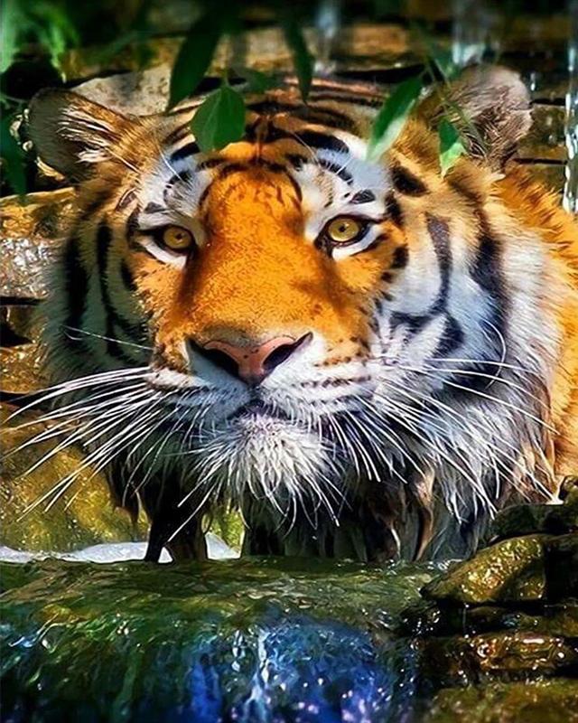 Набор для алмазной живописи животное 5D DIY Алмазная вышивка Белый тигр картинки из стразов мозаика распродажа набор для рукоделия