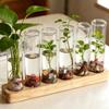 Home Decoration Hydroponic Flower Vase Minimalist Hydroponic Flowerpot  Tabletop Display