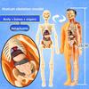 3D модель туловища человека для детей Съемный скелет анатомии Симуляция Съемные органы и кости Модели тела