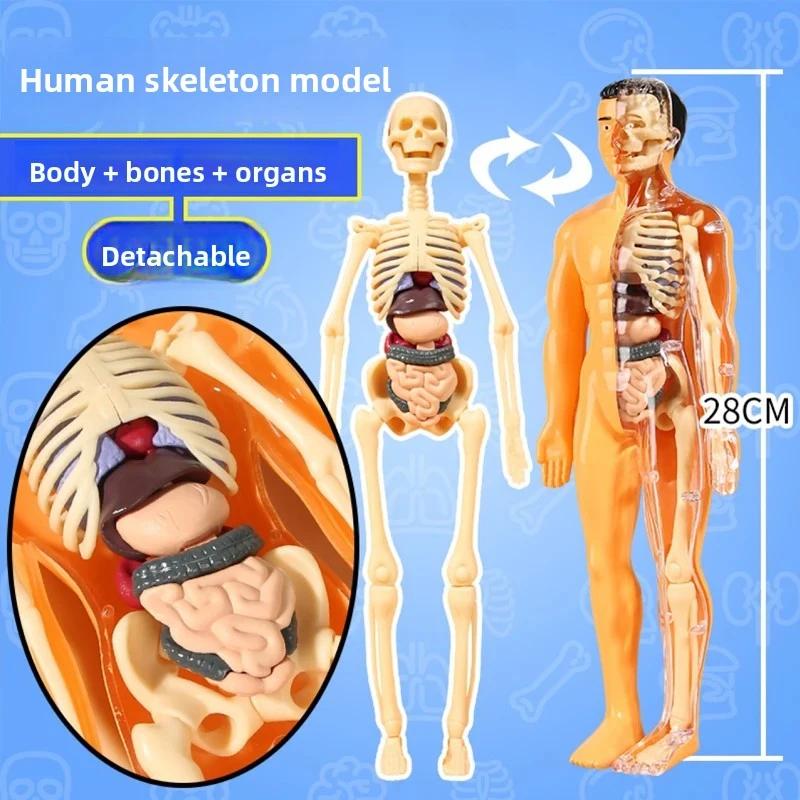 3D модель туловища человека для детей Съемный скелет анатомии Симуляция Съемные органы и кости Модели тела