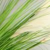 2 пучка шелковистой луговой травы 80 см, искусственные кустарники, всесезонное использование в помещении/на улице, большой букет тростника, декор для дома и сада, искусственные растения