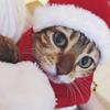 Рождественский костюм для питомца, комплект одежды, мягкая теплая регулируемая шапка с шарфом для кошек и собак для рождественской вечеринки