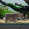 Tank Bubbler Decoration Statue Air Hippo for Turtle