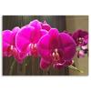 Canvas Print, Fuchsia Orchids