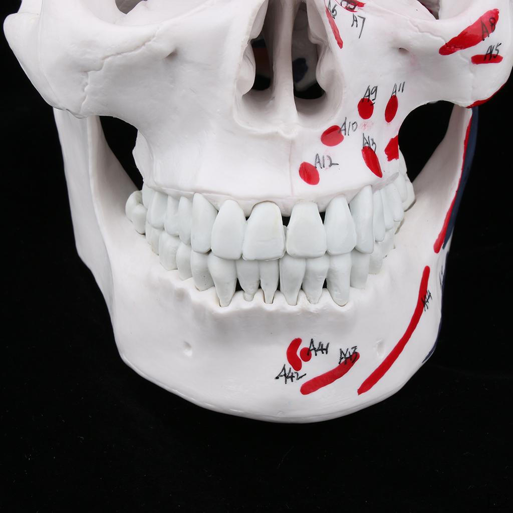 Модель головы мозга и мышц черепа