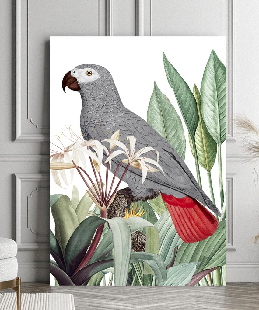 Плакат с изображением серого попугая