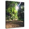 Canvas Print, Jungle Tropical Forest