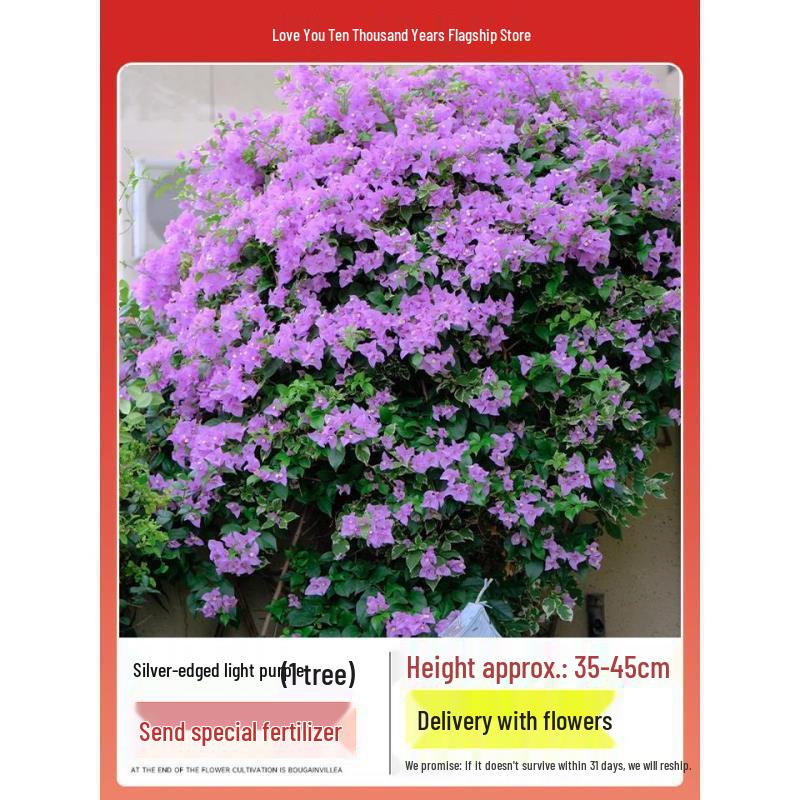 Blooming Tower Kaja Bougainvillea: Potted Indoor Flower Seedlings for Balconies