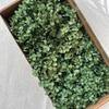 Eternal Hydrangea Dried Petals - Craft, Decor, Gift Accessory