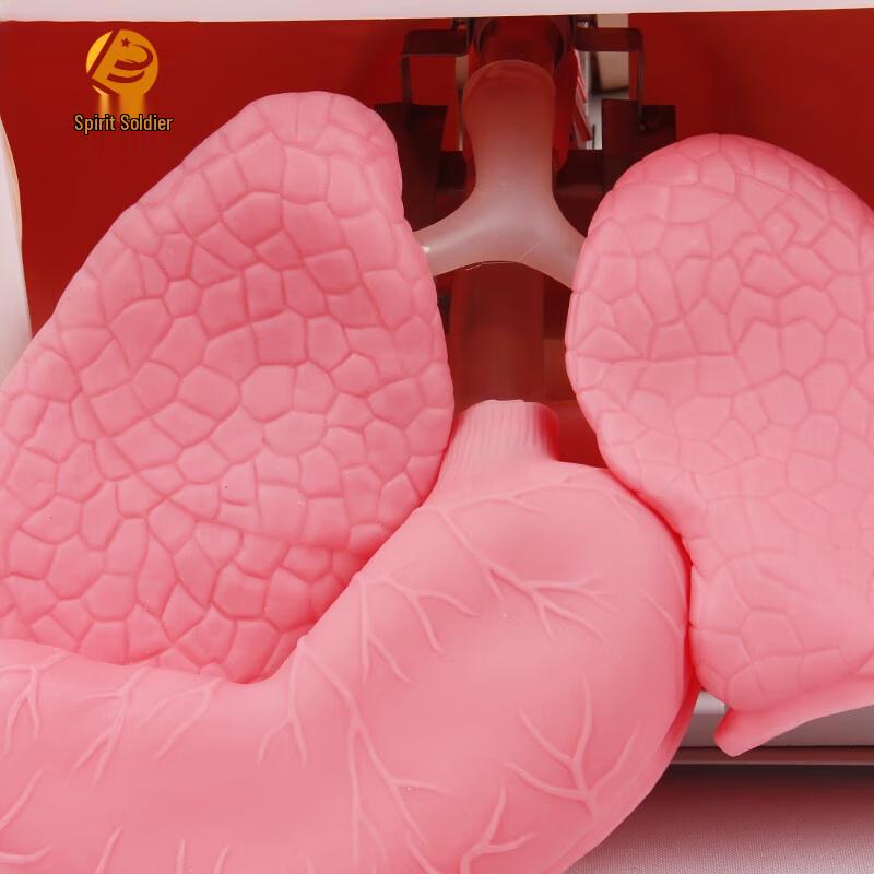 Airway Management Tracheal Intubation Training Model