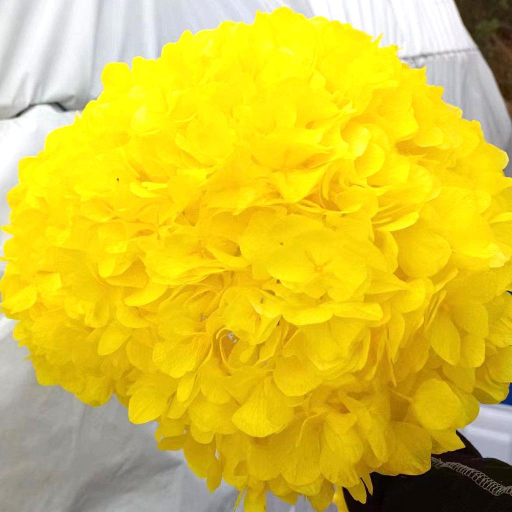 Multi-Color Preserved Bigleaf Hydrangea Single Stem Flower Bouquet for Home Decoration