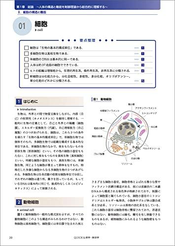 КРАТКАЯ ФИЗИОЛОГИЯ И АНАТОМИЯ: Структура, функция и патофизиология человеческого тела